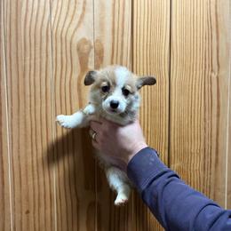 Tiara - Red female Pembroke Welsh Corgi puppy in Delton, Michigan from CorGizmo