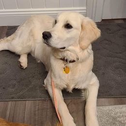 Golden Retriever All Grown Up from Highlander's Goldens of Howell