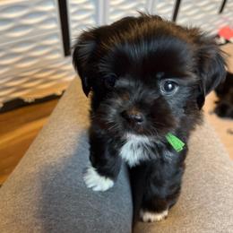 Green collar - Bentley - Black and white male Shorkie puppy in Mays Landing, New Jersey from Fancy Paws Shorkies & Shih Tzus
