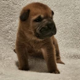 Boy 3 - male Chinese Shar-Pei puppy in Bakersfield, California from Cashmerewrinkles