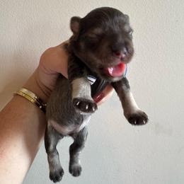 Boy 1 - Liver male Miniature Schnauzer puppy in Independence, Missouri from Crown Schnauzers KC