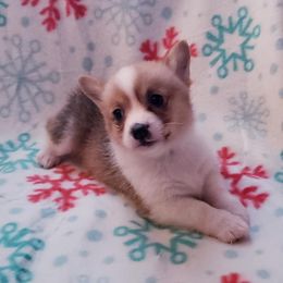 Pembroke Welsh Corgi Puppies from Creme De La Creme Corgis