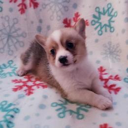 Pembroke Welsh Corgi Puppies from Creme De La Creme Corgis