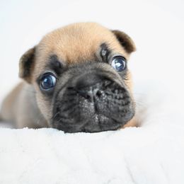 Constance - French Bulldog