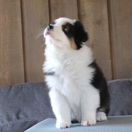 Australian Shepherd Puppies from Riot Austrailan Shepherds