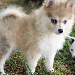Timber Blue Eyes - Merle male Pomsky puppy in Frazeysburg, Ohio from Mountain High Kennels