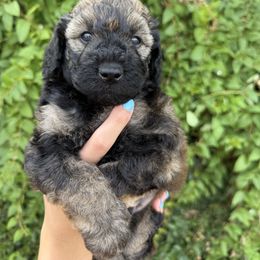 Bernedoodle and Whoodle Puppies from Gilbert Bernedoodles & Whoodles