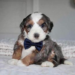 Zeke - Blue merle male Bernedoodle puppy in Apple Creek, Ohio from Kathryn Troyer
