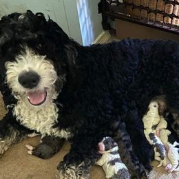 Josie - Bernedoodle