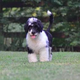 Portuguese Water Dog Puppies from Allegiance Portuguese Water Dogs