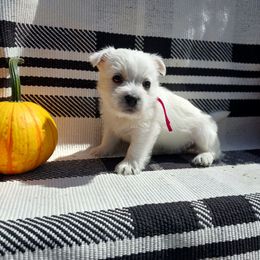 Pink Girl - White female West Highland White Terrier puppy in Macy, Indiana from Country Grove Breeding LLC