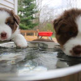 Australian Shepherd Puppies from Starlit Grove Australian Shepherds
