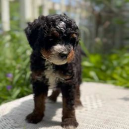 Loki - Tri-color male Bernedoodle puppy in Mesick, Michigan from Minnie's UpNorth Doodles