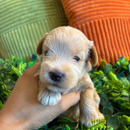 Reggie - Wheaten female Miniature Schnauzer puppy in Hemet, California from Journee Home Mini Schnauzers