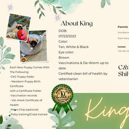 Shih Tzu Puppies from C&E Royal Shih Tzu