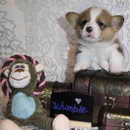 Cooper now Wumble..so cute - Sable male Pembroke Welsh Corgi puppy in Purcellville, Virginia from Rhone River Farm Pembroke Welsh Corgis