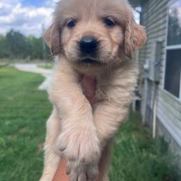 Gold collar - Golden male Golden Retriever puppy in Jesup, Georgia from Painted Platinum Retrievers (Painted Platinum Kennel) PPK