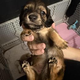 Akc Sisu - Cream female Dachshund puppy in Erie, Michigan from Champagne’s Grinch Toe’d Dachshunds