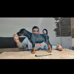 Girl 5 - Black and rust female Doberman Pinscher puppy in Shrewsbury, Massachusetts from Di Nonno Dobermann