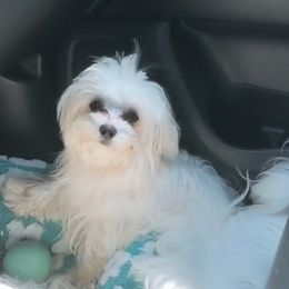 Coco - Maltese