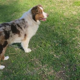 STAR - Red merle Australian Shepherd puppy in Murray, Kentucky from The Elite Aussies