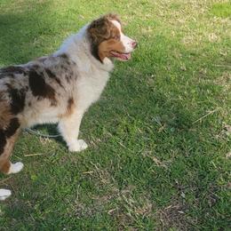STAR - Red merle Australian Shepherd puppy in Murray, Kentucky from The Elite Aussies