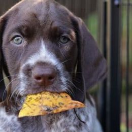German Shorthaired Pointers from Susan Stutz's German Shorthaired Pointers