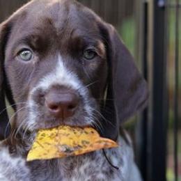 German Shorthaired Pointers from Susan Stutz's German Shorthaired Pointers