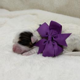 Smitten (Purple collar) - Tri-color female Australian Labradoodle puppy in Mount Gilead, North Carolina from Tillery Labradoodles