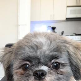 Shih Tzu Puppies from Grandma Ts Precious Puppies