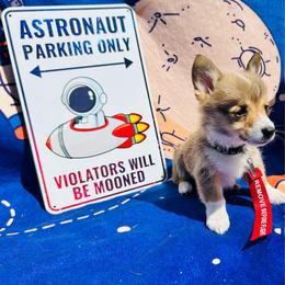 Neil Armstrong - Sable and white male American Corgi puppy in Cocoa, Florida from Cascadian Space Coast Corgis LLC