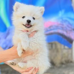 Garfunkel -Red - White male American Eskimo Dog puppy in Squaw Valley, California from Bear Mountain