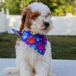 Winston - Parti male Goldendoodle puppy in Apopka, Florida from Rae Precious Puppies