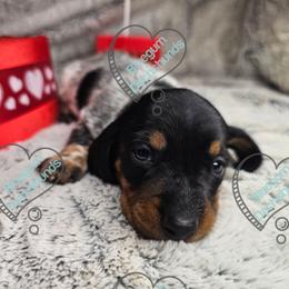 Oreo - Piebald male Dachshund puppy in Herald, California from Bluegum Dachshunds