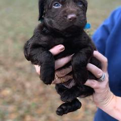Boykin Spaniel Puppies from Flyin W Boykins