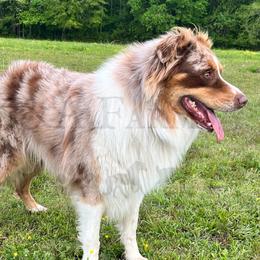 Jagger - Australian Shepherd