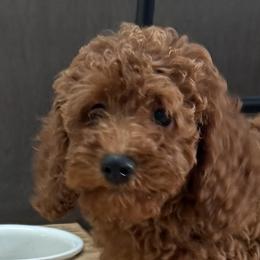 Nicky - Red female Cavapoo puppy in Mint Hill, North Carolina from DoodleForever