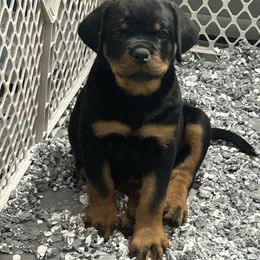 Girl 2 - Black and mahogany female Rottweiler puppy in Indianapolis, Indiana from Rottgang Rottweilers