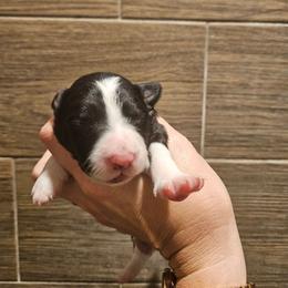 Girl 2 - Black and white female Border Collie puppy in Caledonia, Michigan from Magnolia Acres