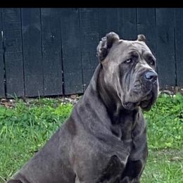 Roma - Cane Corso