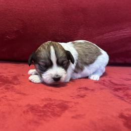 Cash - Tri-color male Coton de Tulear puppy in Avery Creek, North Carolina from AVLCOTONLOVE