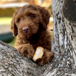 Australian Labradoodle Puppies from Cascade Canyon Labradoodles