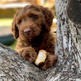 Australian Labradoodle Puppies from Cascade Canyon Labradoodles