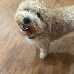 Winnie - Bernedoodle