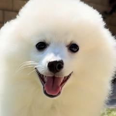 Volpino Italiano Puppies from Blessed Volpino Italiano