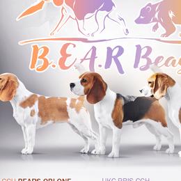 Beagles from BEARs Beagles