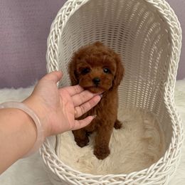 Ray(AKC) - Red  male Poodle puppy in Moreno Valley, California from Yanni's Poodle