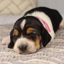 Willow - Black tan and white female Basset Hound puppy in Idaho from Welcome Home Bassets