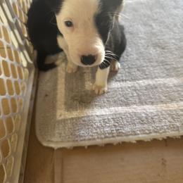 Girl 1 - Black and white female Border Collie puppy in Temecula, California from Joni Gibson's Border Collies