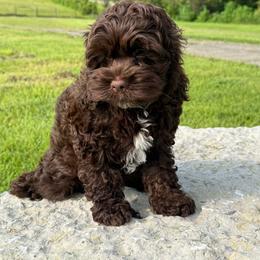 Henry - Brown male Cockapoo puppy in Holton, Indiana from MoonShine Babies